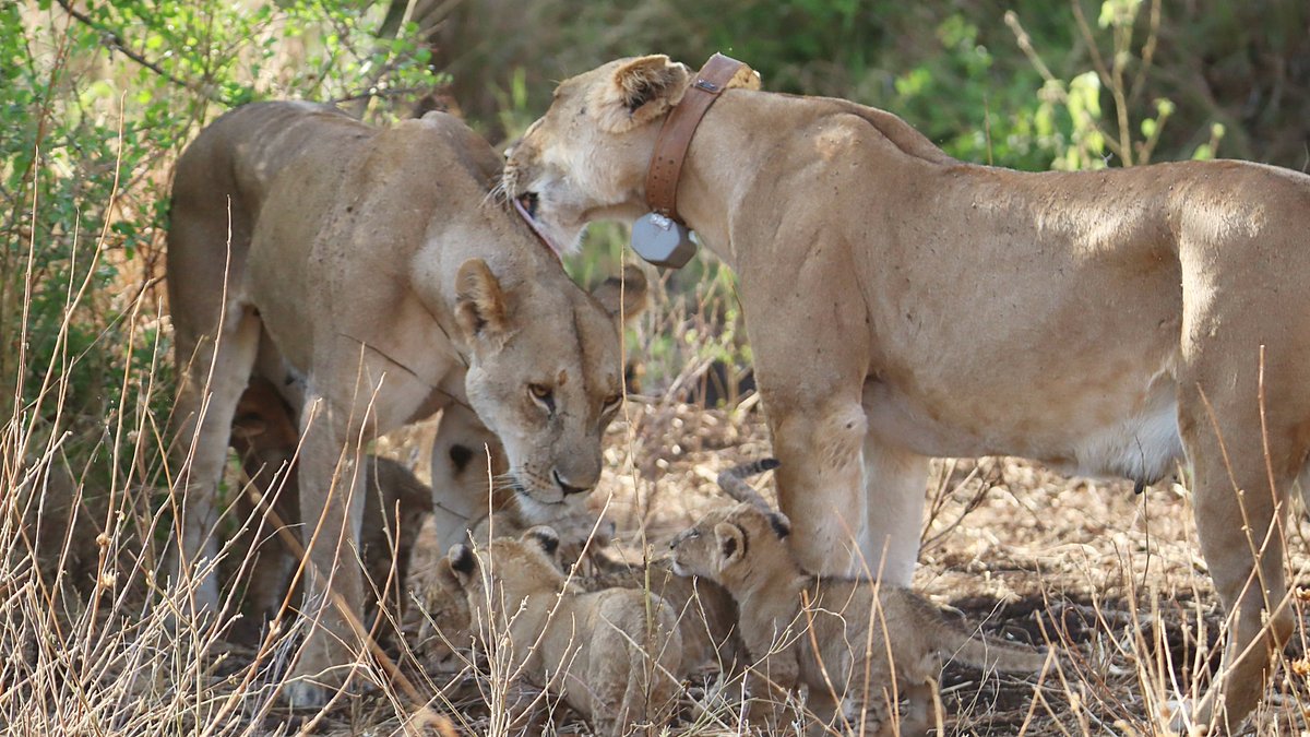 BornFreeFDN's tweet photo. 🦁 Incredible news from Meru, Kenya!

Elsa the lioness, missing for more than 4 years, has been rediscovered alive and well.

Identified by her unique whisker spot pattern, she was found to be the lioness with ResQ and the 6 cubs.

Read the full story 👉  https://t.co/oazadYJPDp https://t.co/AYKIoSVOUh