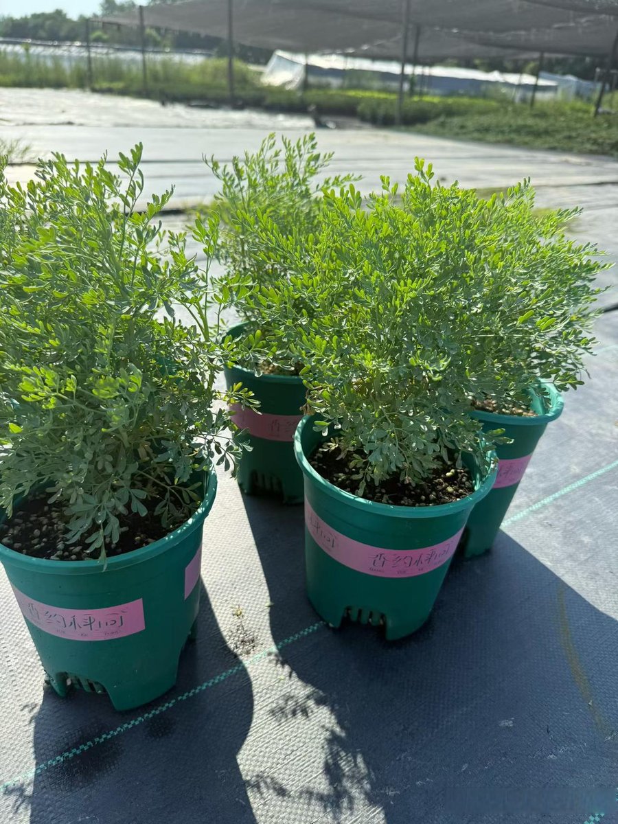 asteq025145's tweet photo. Turn an old glass jar into a cute herb planter in 5 mins! No extra cost, just creativity for your balcony. https://t.co/AJahU1AWy1
