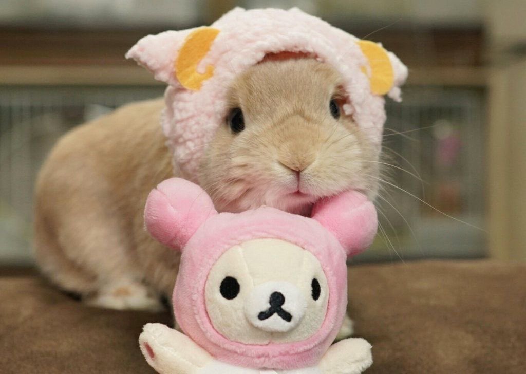 flutterbunbun's tweet photo. https://t.co/TXKFaCFczB