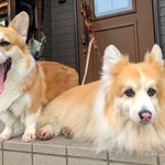 Photo by アルパパの🐕Neo🌈Tim🐶Lio (@odaguru)