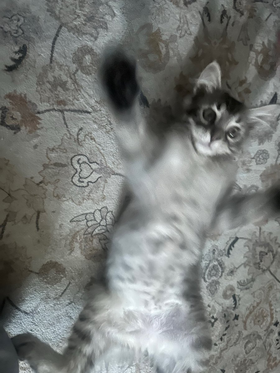 zayzayluv's tweet photo. this lil cutie 🤍🤍🤍 https://t.co/lO7iISvZ0b