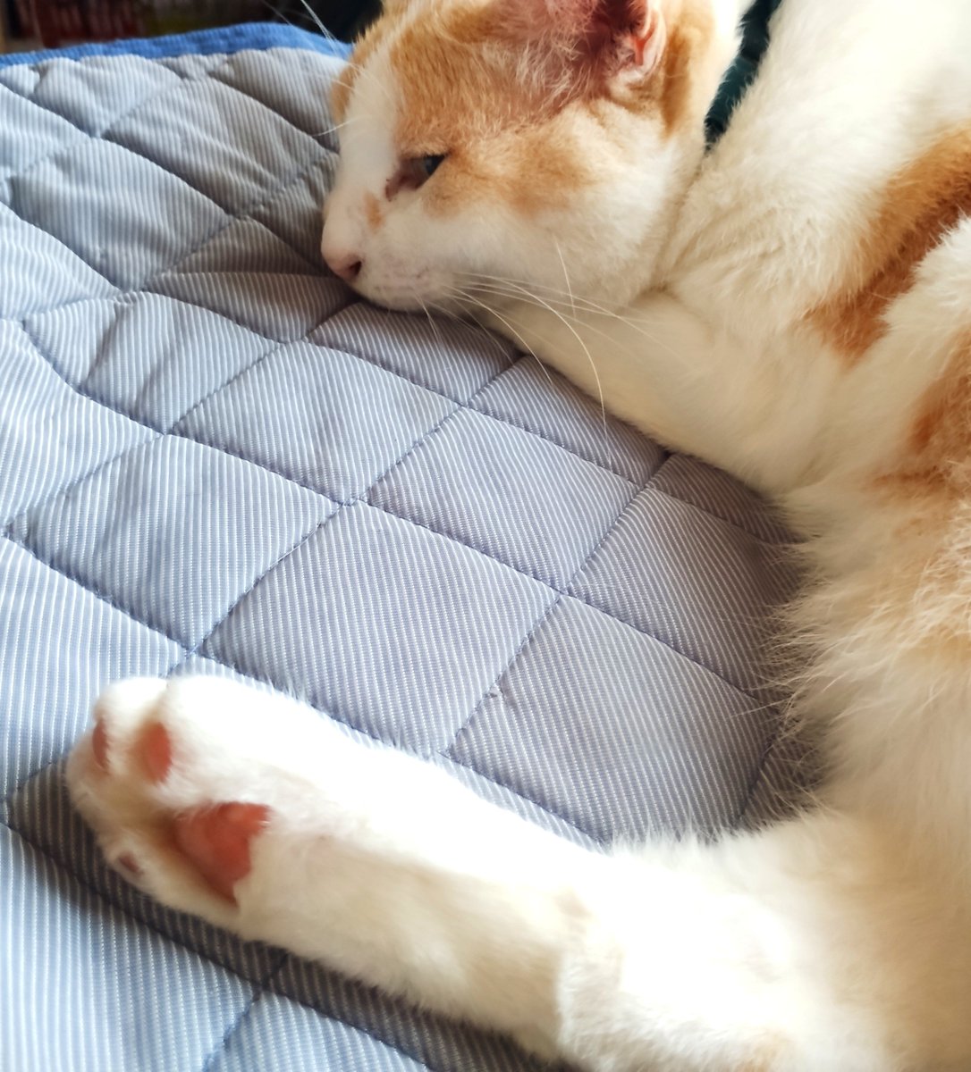 sana02557612's tweet photo. おはようございます😊
今日も一日よろしくお願いします(ㅅ´ ˘ `)
 #猫のいる暮らし https://t.co/8jxIT6sTKX