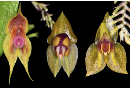 Phytotaxa's tweet photo. Two new species of Lepanthes (#Orchidaceae: #Pleurothallidinae) from western #Ecuador and notes on Lepanthes chrysokallos
#taxonomy
#newspecies
https://t.co/rTYRAR0h7H https://t.co/0Pcqv43Jxf