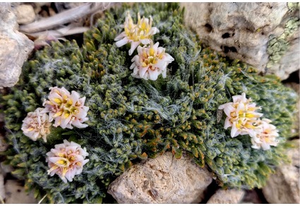 Phytotaxa's tweet photo. A new species of #Leucheria (#Nassauvieae, #Asteraceae) from the Patagonian Andes
#taxonomy
#newspecies
https://t.co/7JUgXZ1Upj https://t.co/gaqxXSQN8E