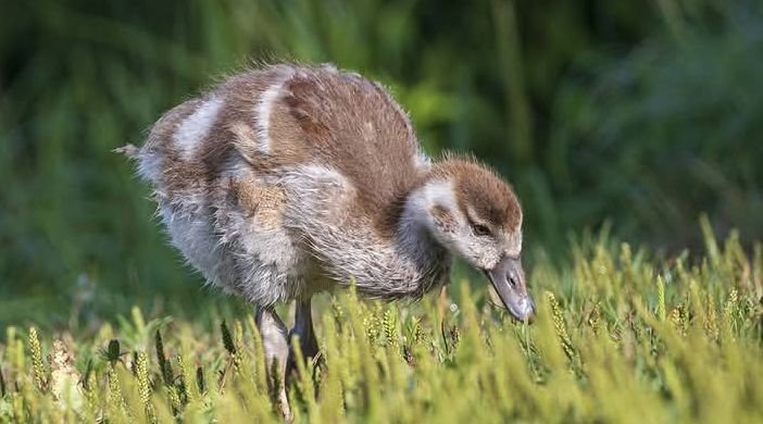 harryfisher11's tweet photo. Great crested grebes, The great crested grebe is a member of the grebe family of water birds
#greatcrestedgrebes
#wildlifephotograph #bird #forest
#brisbane #queensland #australia https://t.co/FmfDsOUH3i