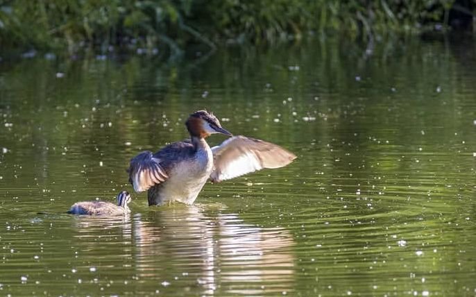 kay91052's tweet photo. Great crested grebes, The great crested grebe is a member of the grebe family of water birds
#greatcrestedgrebes
#wildlifephotograph #bird #forest
#brisbane #queensland #australia https://t.co/oC5VI89BsR