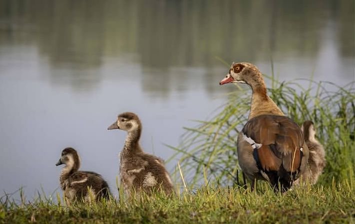 kay91052's tweet photo. Great crested grebes, The great crested grebe is a member of the grebe family of water birds
#greatcrestedgrebes
#wildlifephotograph #bird #forest
#brisbane #queensland #australia https://t.co/oC5VI89BsR