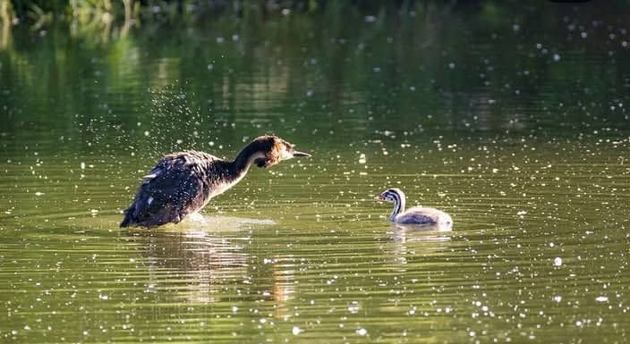 kay91052's tweet photo. Great crested grebes, The great crested grebe is a member of the grebe family of water birds
#greatcrestedgrebes
#wildlifephotograph #bird #forest
#brisbane #queensland #australia https://t.co/oC5VI89BsR