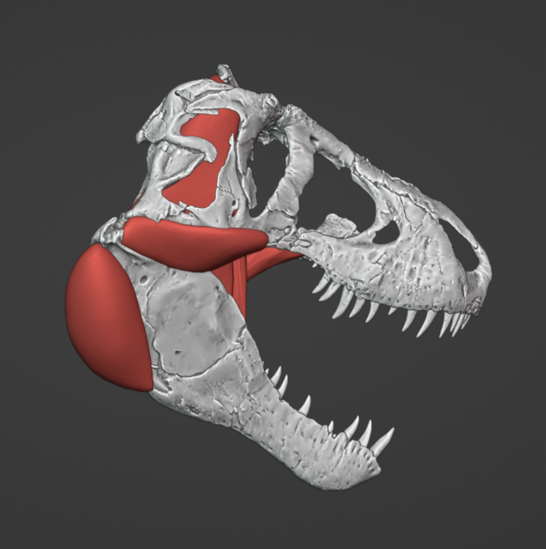 SergestusZM's tweet photo. T. rex 2.0 on the way. This time, I'm delving much deeper into the anatomy (WIP) https://t.co/7h2ChilRp2