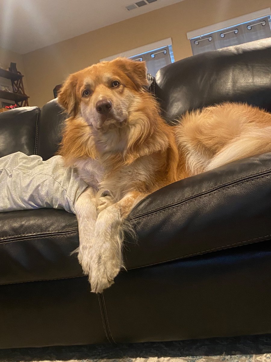 twiggybobs's tweet photo. it was a song of all time

5/10 would not recommend to my dog https://t.co/TIoSPKV6QG
