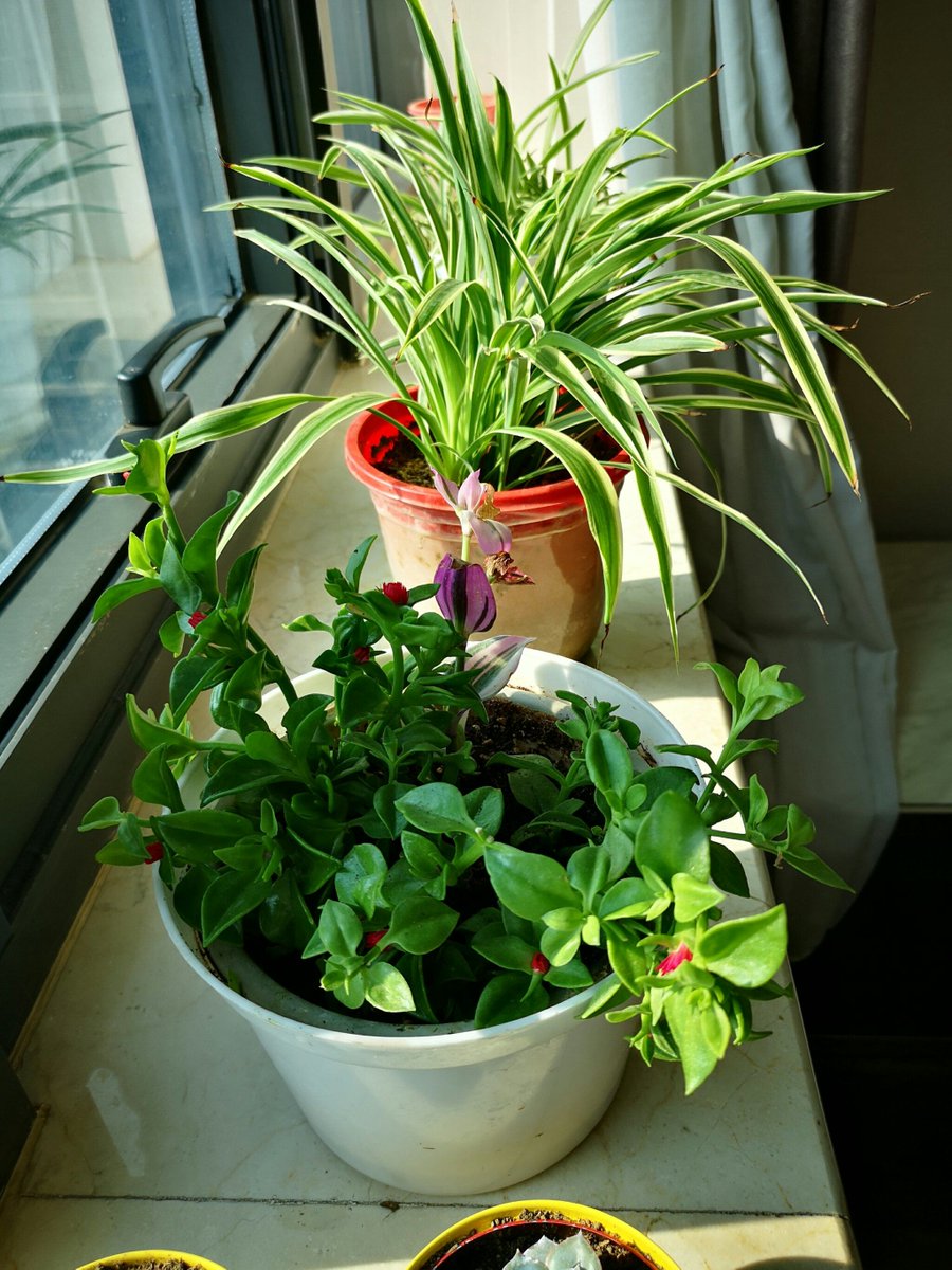 winky457317's tweet photo. Turned my small balcony into a tiny herb garden this month — fresh basil for pasta, mint for iced tea, and way more smiles from the green bits. Small shifts = big daily joys. https://t.co/rQcsvuP799