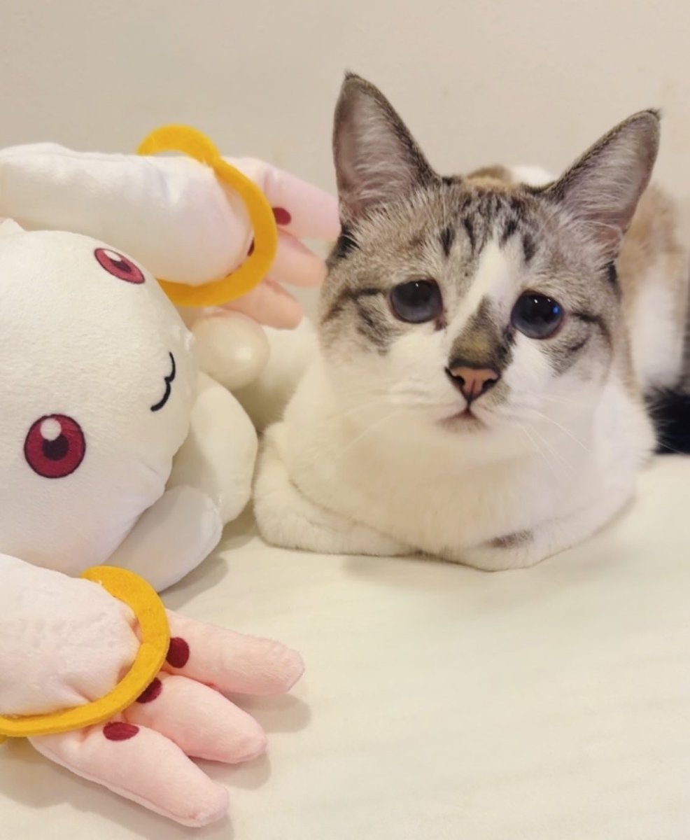 piennekomint's tweet photo. おとなりの子が「僕と契約して魔法少女になってよ！」って何回も言ってくるんだけど、なった方がいいかなぁ？ https://t.co/27JC3UUkKA