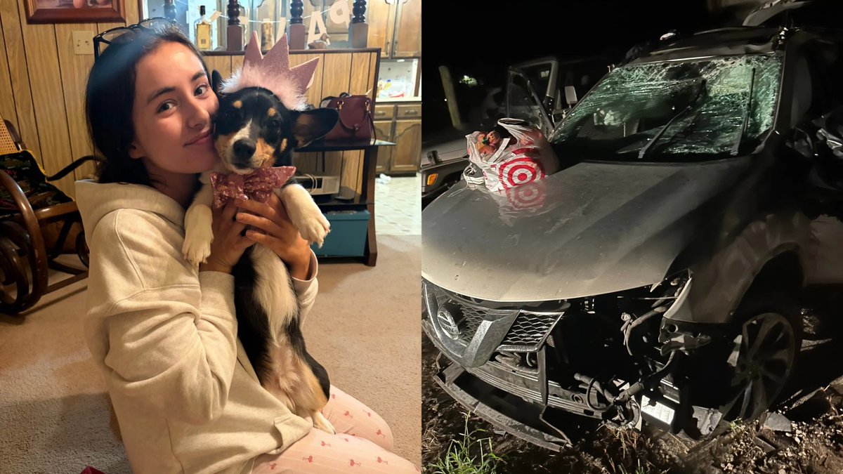 FOXNashville's tweet photo. NEW: A Middle Tennessee college student survived a terrifying rollover crash on I-24 — but her beloved dog, Cannoli, is still missing.

Cannoli, a black, tan and white Corgi, ran from the overturned vehicle after the Sept. 8 crash in Coffee County. She was last seen near Arnold Air Force Base in Tullahoma wearing a pink harness and purple leash.

If you see Cannoli, **do not approach her.** Call Coffee County Animal Control at 931-723-2730. Her family is offering a reward.

https://t.co/69NSfQ9mHC

#MissingDog #Cannoli #CoffeeCounty #Tullahoma #MiddleTennessee #Corgi