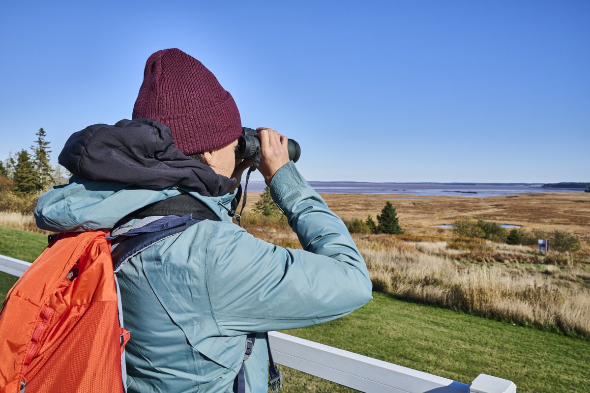 Une personne observant des oiseaux à l'aide de jumelles dans un paysage naturel composé de prairies, d'arbres et d'un plan d'eau, sous un ciel bleu dégagé.