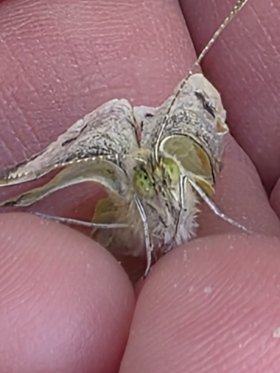 Meraki7578's tweet photo. Did you know early exposure to nature builds lifelong empathy? 🦋
Teaching kids about #butterflies does more than spark curiosity, it teaches transformation, delicate ecosystems, and care for all creatures. Watch them discover the magic! 👇
https://t.co/Yoyu6NwxMo
#Posh #Ecency https://t.co/jk95oLLpTa