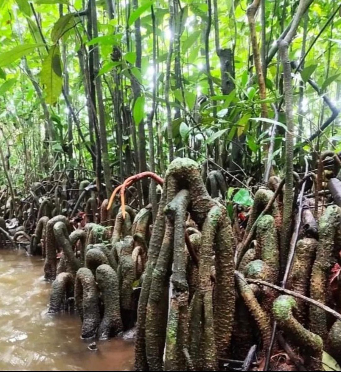 WMMaharashtra's tweet photo. SAVE  WESTERN GHATS. SAVE  MYRISTICA SWAMPS 🧵

One more reason to not dilute ESA any further. Send email now➡

https://t.co/dMZnUAB2ny

Myristica swamps.. Found across the Western Ghats, these ancient tree covered wetlands have now been reduced to small, isolated pockets. https://t.co/FD9g5Khr13