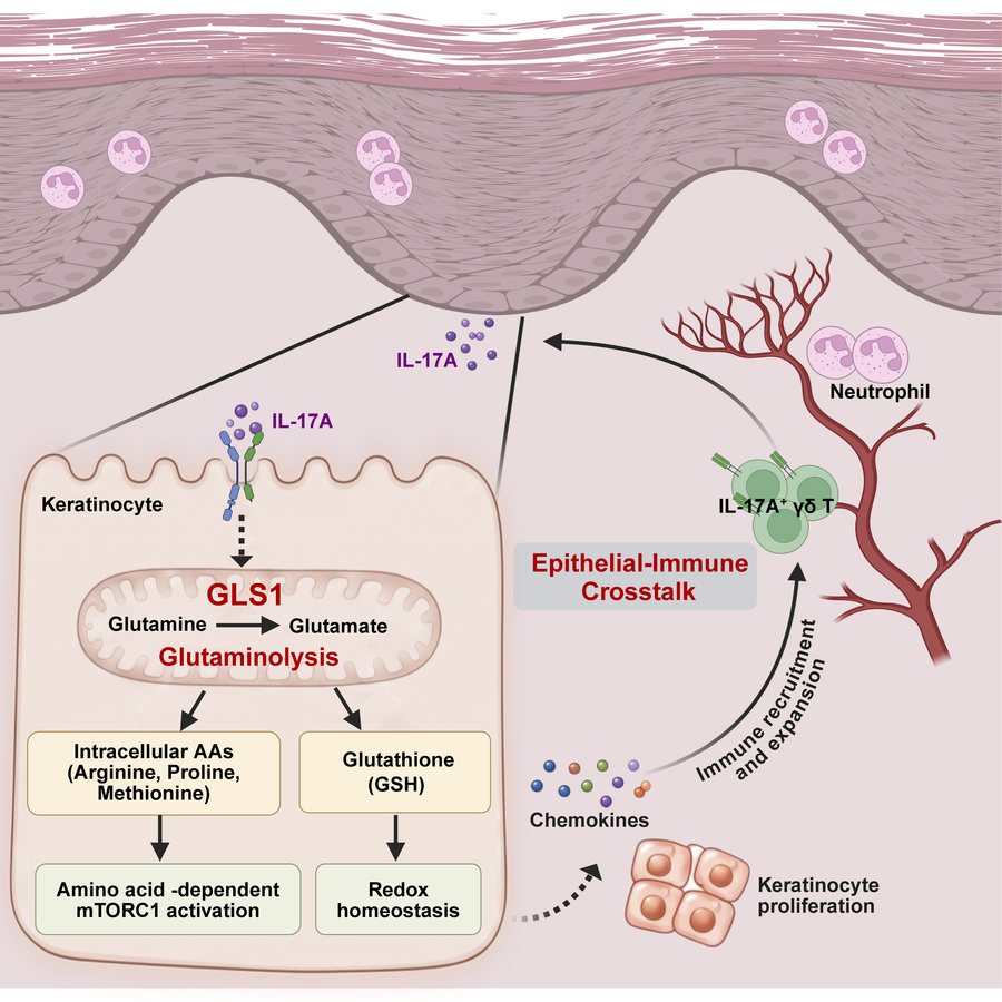 DermalCell's tweet photo. Researchers identified GLS1-mediated #glutaminolysis as a metabolic program preferentially induced in #keratinocytes under type 3 inflammatory🔥conditions.

Check it out: https://t.co/k5MAMGYGbZ https://t.co/67IYr4FXBF