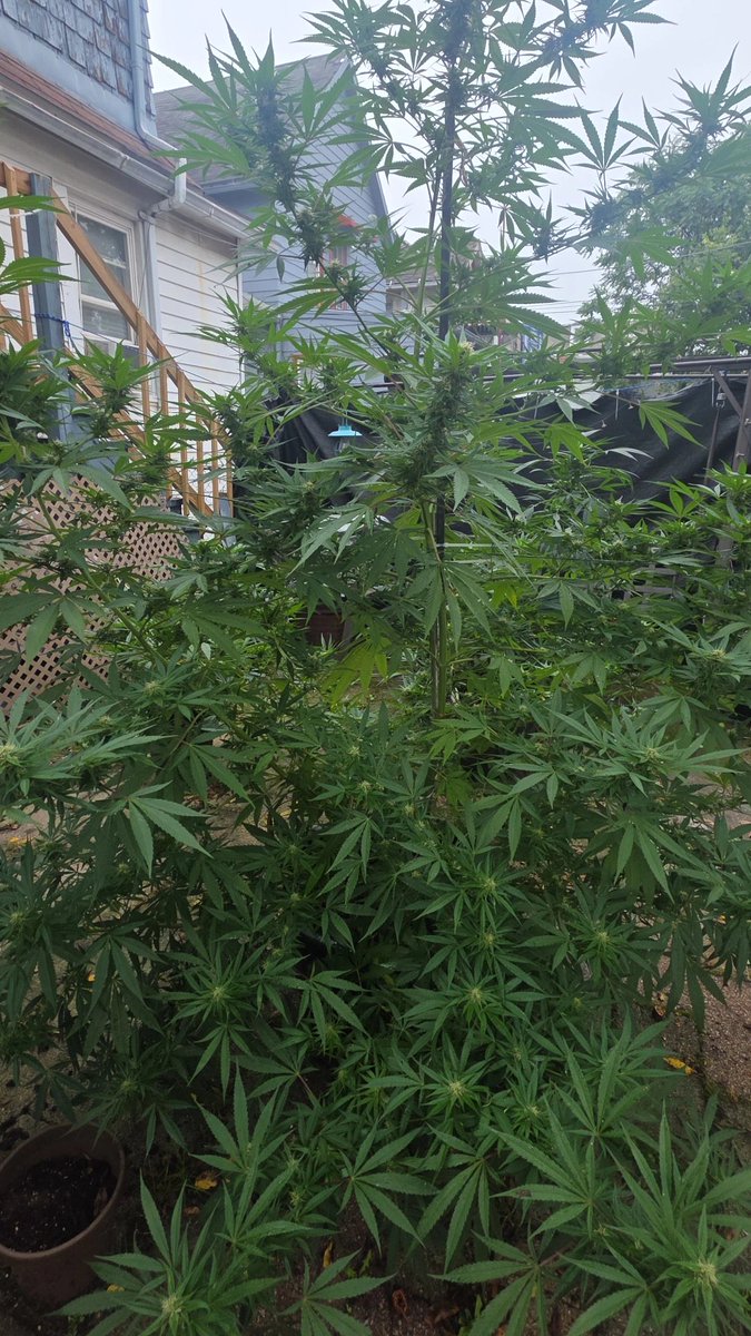 highwithkay's tweet photo. 🍃 https://t.co/cQ53aWu2zc