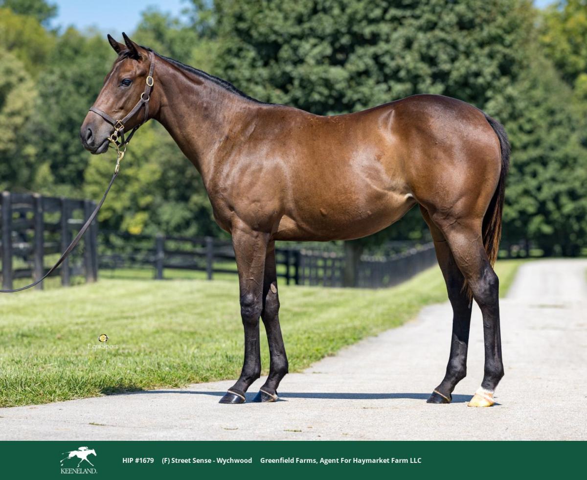 greenfieldky1's tweet photo. ✨ Proudly Presented by Greenfield ✨

We have a quality group of yearlings set to go through the ring at Keeneland September Book 3, including:

Hip 1679, a filly by Street Sense
Hip 1757, a filly by Olympiad
Hip 1846, a colt by Liam’s Map https://t.co/g4pyUiSNtL