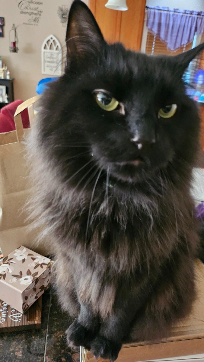shimmerwolfarts's tweet photo. #DailyLoki
Didn't do this earlier cuz I had my next board exam!! WHICH I PASSED!!! :D
have a floof who was very happy to see me when I got home! And him trying to sniff my phone lmao https://t.co/4SFoXsIpFs
