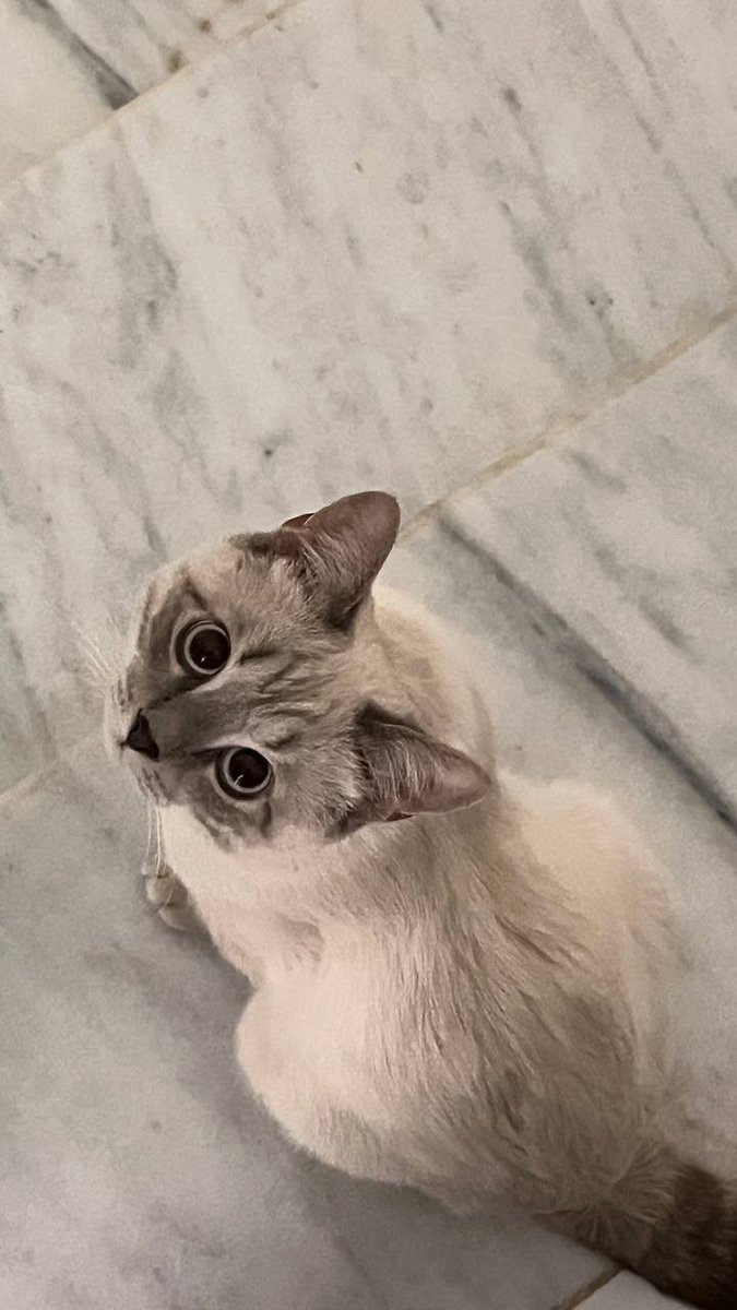 rees2eq's tweet photo. قط مفقود بحي اجاء بحايل نزله شخص عند ماك تكفون اهل اجاء اللي يحصله له مكافاءه ماليه ويتواصل ع الرقم 0597565969 #حائل #حايل #قطط_مفقوده_حائل #قطط #قطط_ضائعه_اجاء_حائل #انقاذ_قطط #اجاء https://t.co/oIZhlgIFXK
