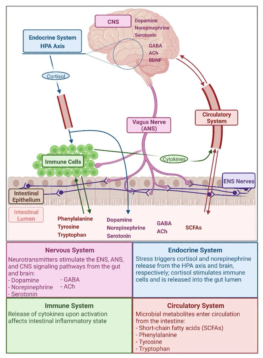 RebolledaGil's tweet photo. El TDAH se manifiesta de forma distinta en niñas y mujeres (con frecuencia se les diagnostica el subtipo inatento). Nuevas investigaciones están profundizando en el "eje intestino-cerebro" y en cómo este podría vincularse con el TDAH. Resulta que los microbios intestinales  👇 https://t.co/OTOoDQfjv7