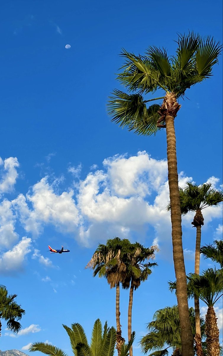 Staff_Commodore's tweet photo. Moon, Bird, Palms vs Moon, Jet, Palms. https://t.co/skrfSUA5rk