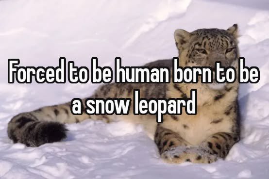 leopardghost's tweet photo. :) https://t.co/VI800bgMX1
