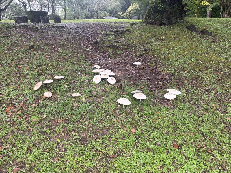 pref_kochi's tweet photo. ＼毒きのこに注意🍄／

現在、県内各地の公園・芝生・草地などに「オオシロカラカサタケ」と思われる白いキノコが発生しています。
このキノコは有毒であり、食べると嘔吐・下痢・腹痛などを引き起こします。

絶対に食べないようにしてください！

#高知県　#きのこ　#オオシロカラカサ https://t.co/mBJK9020Fe