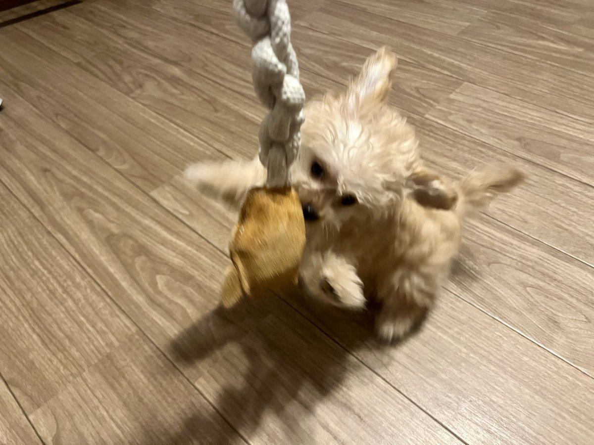 wow_prr's tweet photo. 朝から元気に遊び嬉し犬 https://t.co/siAzu12KfD