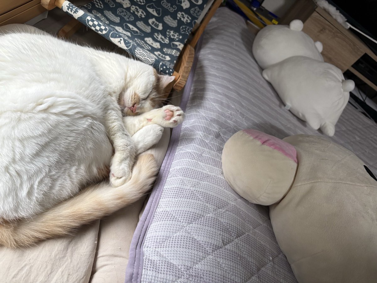 bs0W6lFOK3aiPfm's tweet photo. 仕事行くまで猫と少しゴロゴロ https://t.co/qM1kjaoes3