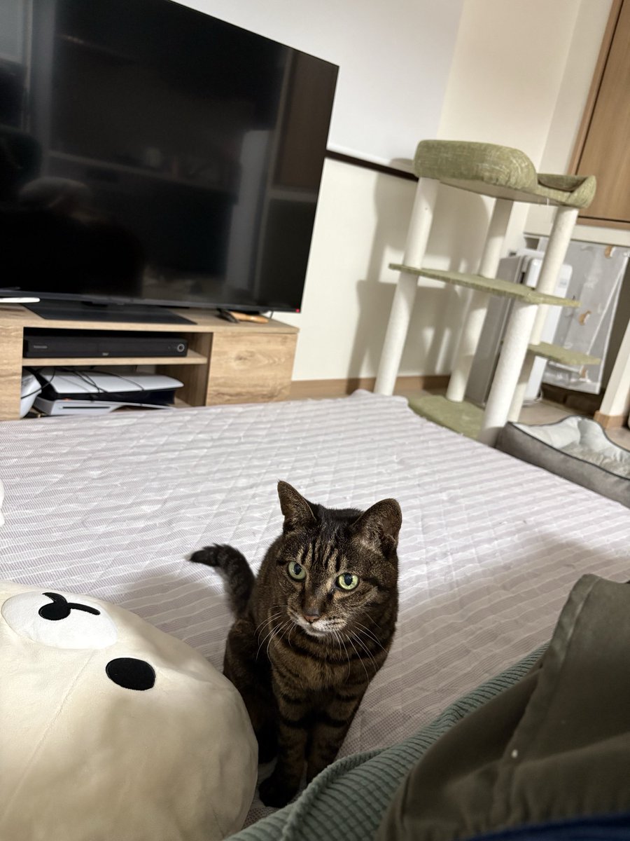 bs0W6lFOK3aiPfm's tweet photo. 仕事行くまで猫と少しゴロゴロ https://t.co/qM1kjaoes3