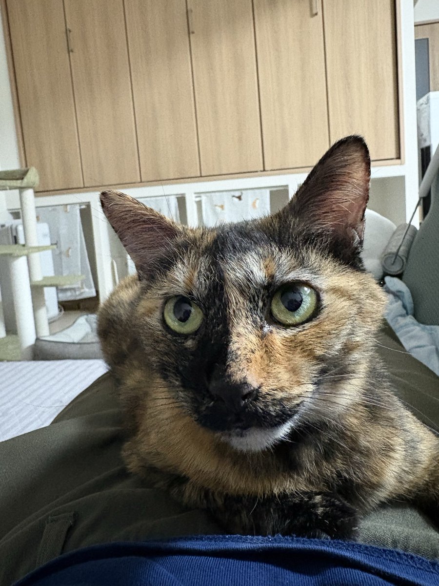 bs0W6lFOK3aiPfm's tweet photo. 仕事行くまで猫と少しゴロゴロ https://t.co/qM1kjaoes3