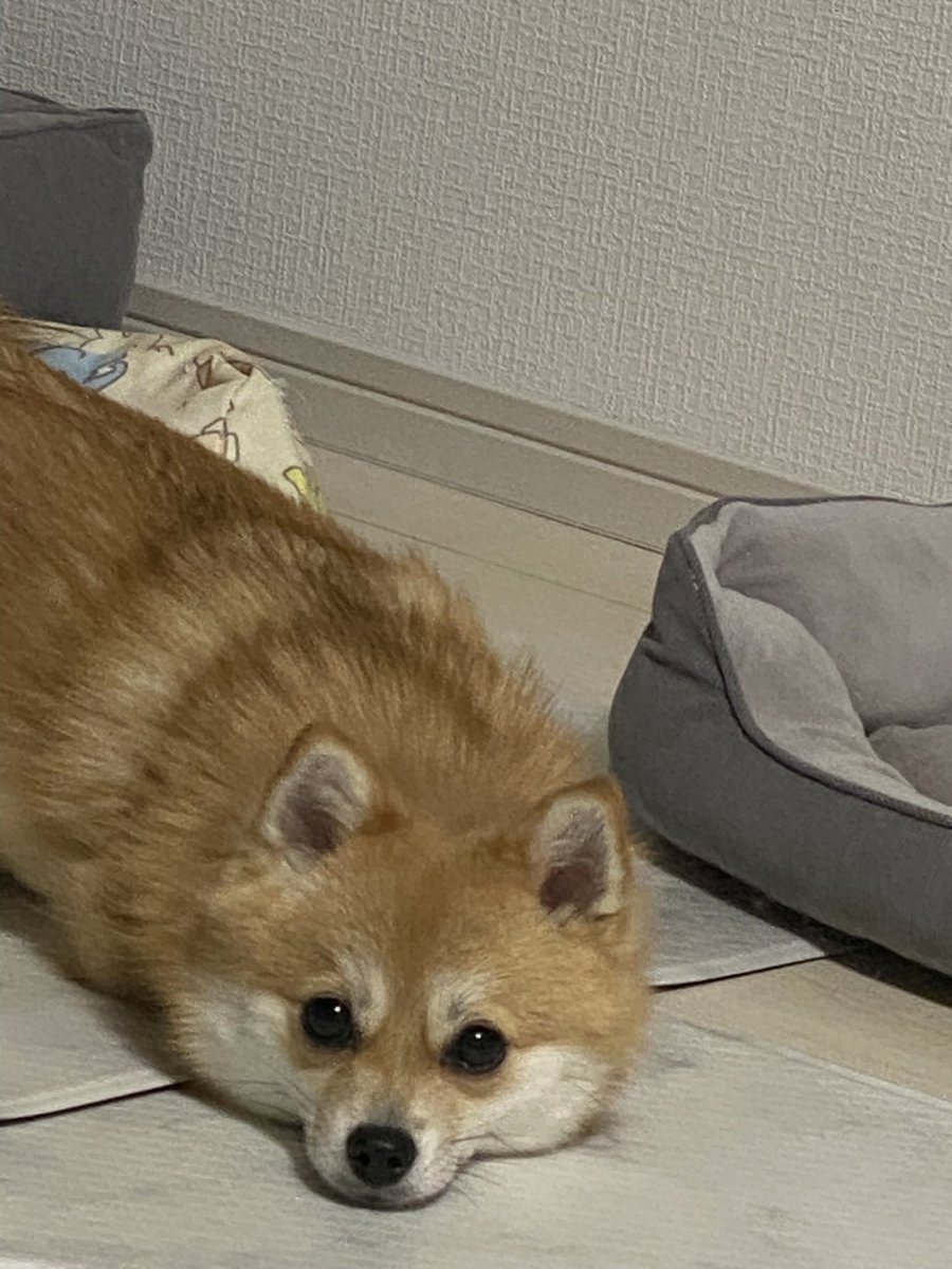 mphtfft's tweet photo. ツチノコ発見 https://t.co/ThWNCFZEOo