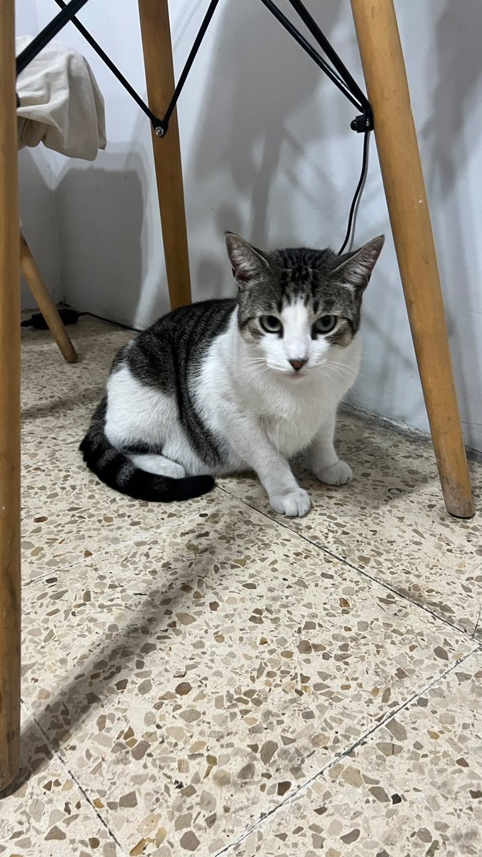 EmergenciasEc's tweet photo. ¡FINAL FELIZ PARA EL GATITO DE SAMANES! 🐾💖✨
Nos llena de alegría contarles que Suri   ¡ya fue rescatado y tiene un hogar seguro y lleno de amor! 🏡🐱💛
​Pasó de estar asustado, confundido y con frío en la intemperie, a dormir en un lugar cómodo donde de verdad lo valoran, respetan y aman como se merece.
​Gracias a todos los que compartieron la denuncia, alzaron la voz. 
​Un agradecimiento especial a su nueva familia por abrirle las puertas de su corazón y darle la oportunidad que necesitaba.
​Casos como este nos recuerdan que, aunque existan malas acciones, somos muchos más los que estamos dispuestos a proteger y salvar vidas. ¡Gracias por ser parte de esta historia con final feliz! 🐾🎉
