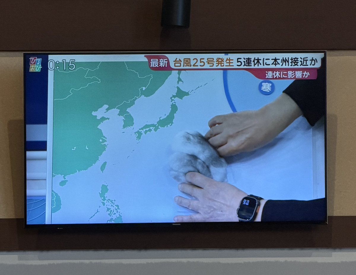 chusanUX1's tweet photo. びっくりした。ハムスター潰しているのかと思った。 https://t.co/UfloGuI3a4