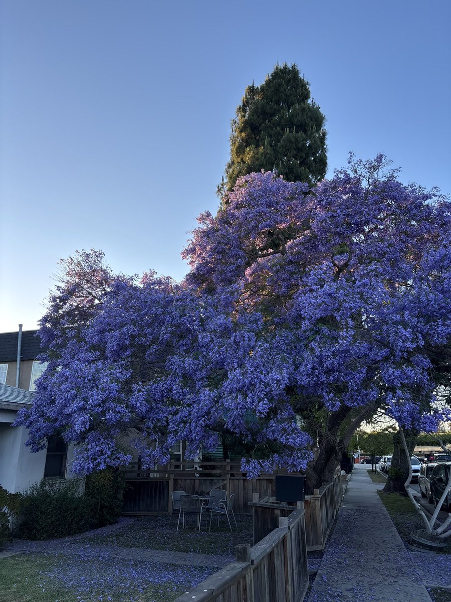 rightofwhey's tweet photo. Jacarandas effortlessly mogging palm trees by still serving socal down while actually providing shade as well as beauty https://t.co/TofECSoI4L
