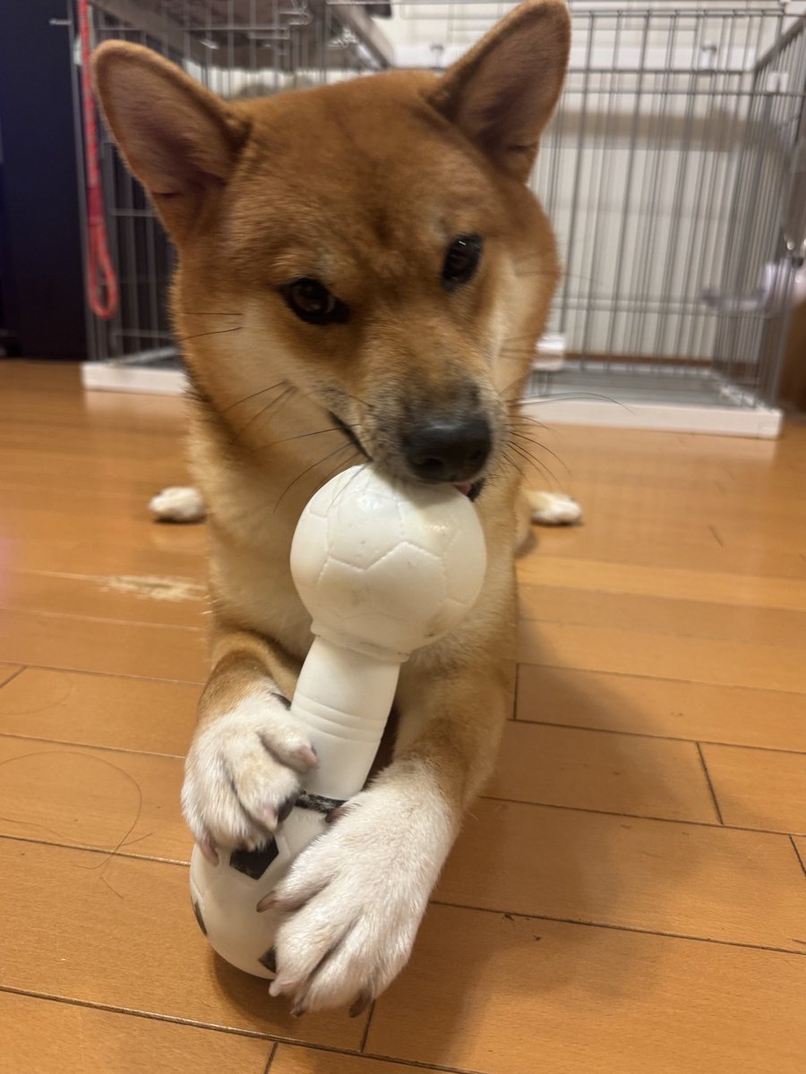 hatonomori8man's tweet photo. ヒグチユウコさんとのコラボ限定御朱印の注意事項の投稿です。
文字数の関係で、詳しくはinstagramの投稿をご覧ください！
 https://t.co/cNyQumRoD1
#鳩森八幡神社 https://t.co/rFJlj6UKig