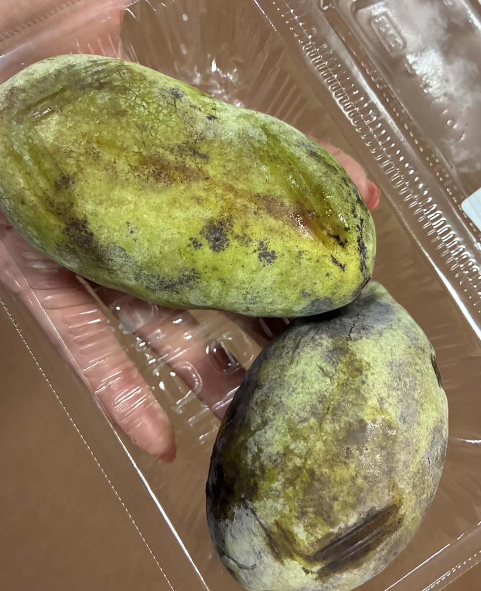 SF_Kiyono's tweet photo. 人生初の『ポポー』✨
一度 食べてみたかったの❣️

日持ちしないから普通には売られていないそうで
生産者さんからの直売所？で見つけました✨

お味は「フルーツミックスジュース」な感じ💕
大きな種がいっぱいだけど その周りが美味しい✨

#ポポー https://t.co/B06wJvIQns