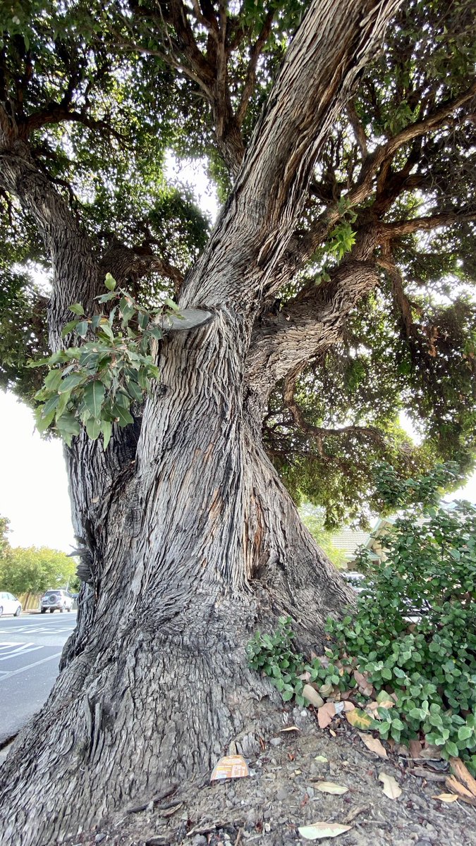 mitzyelliott's tweet photo. #dailytree https://t.co/naWwcxiEiO