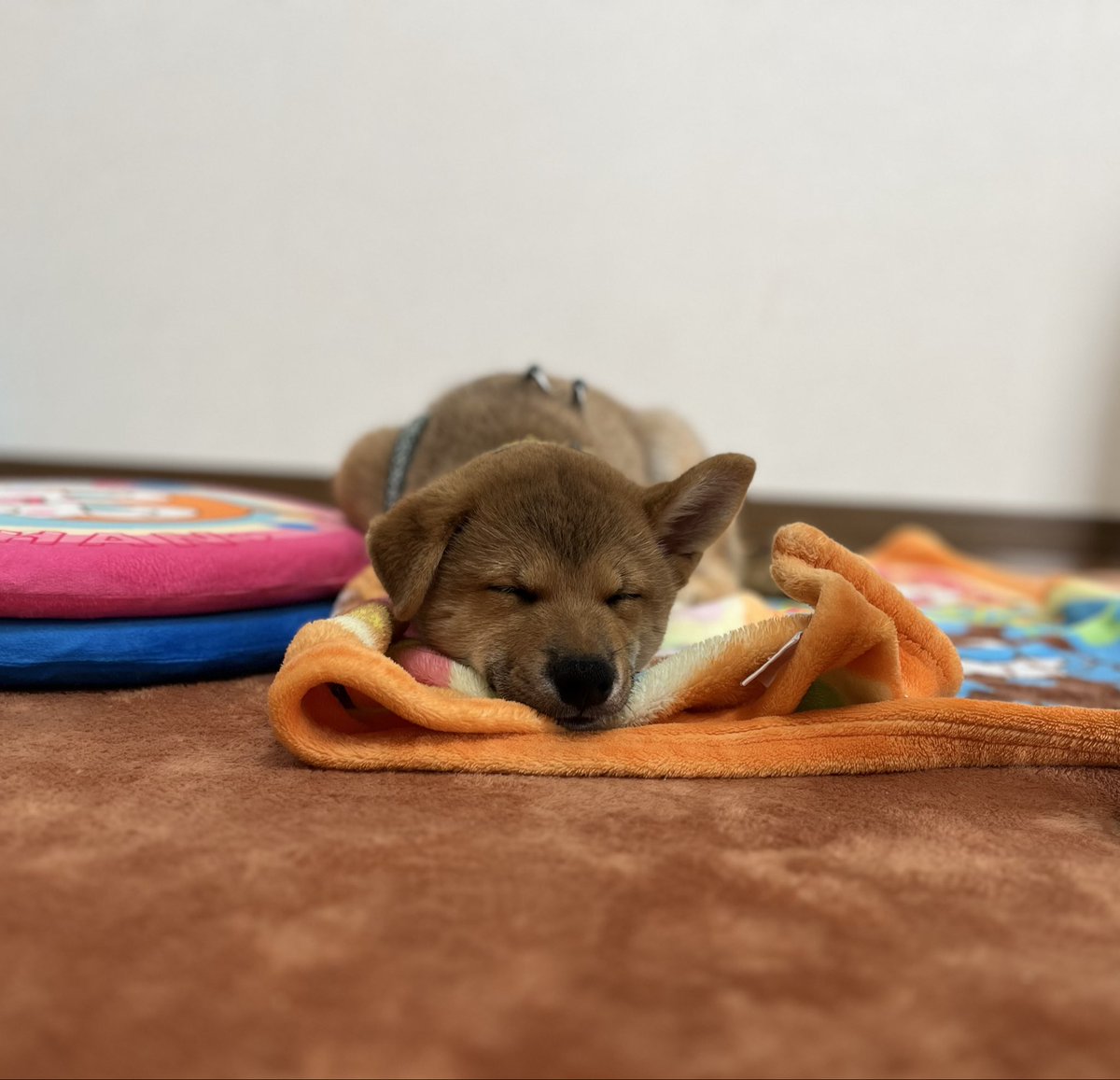 chipiko_34's tweet photo. お迎えから6日のおかき🐶

お家に慣れてきたかな( *¨̮*)
遊び疲れたのか目の前で寝た笑

まだ耳は垂れている。

#柴犬　#柴犬おかき🍘　#子犬 https://t.co/AxMvCtW2a7