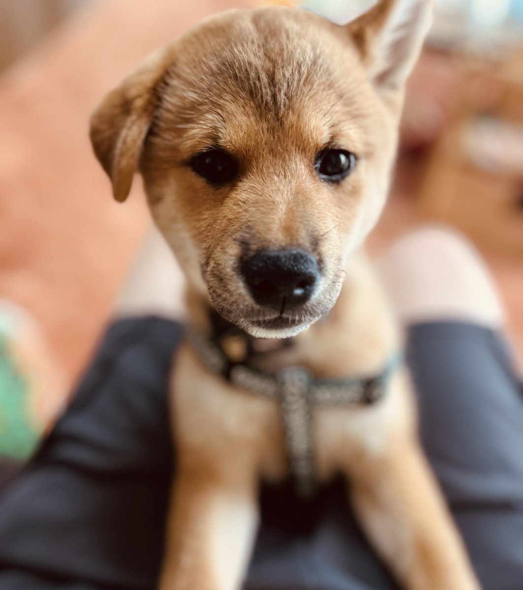 chipiko_34's tweet photo. お迎えから6日のおかき🐶

お家に慣れてきたかな( *¨̮*)
遊び疲れたのか目の前で寝た笑

まだ耳は垂れている。

#柴犬　#柴犬おかき🍘　#子犬 https://t.co/AxMvCtW2a7
