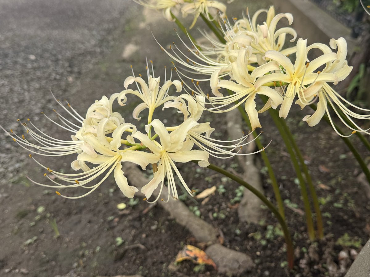 punchuber's tweet photo. 青い彼岸花は見つかりまちぇんでしたけど、白い彼岸花は見つかりまちた❣️🐭

永遠のいのちゲットでちゅわっ https://t.co/7oFT2TgLLg