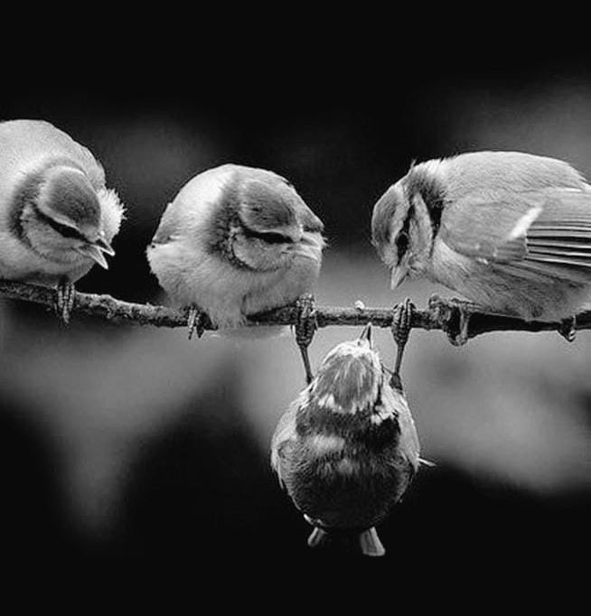 shah_rikhav77's tweet photo. _કપડા કાયમ માપના નથી રહેતા,_
_એમ આપણા કાયમ આપણા નથી રહેતા,_
_સુના પડેલા માળા સાબિતી છે_
_પાંખો આવ્યા પછી બચ્ચા મા-બાપ ના નથી રહેતા.._ https://t.co/cRDtIwR4Oy