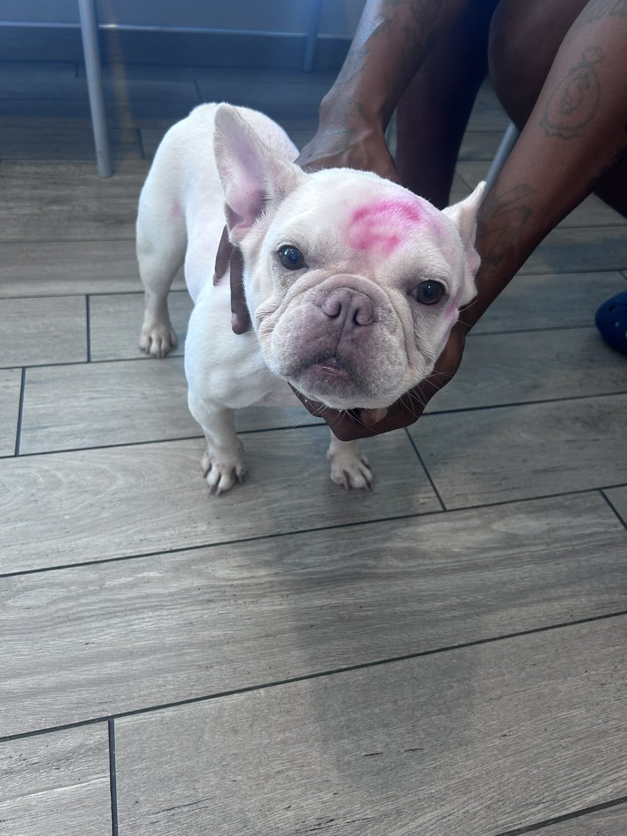 adacoser's tweet photo. frenchie from the vet today https://t.co/cEjiCQ3G6B