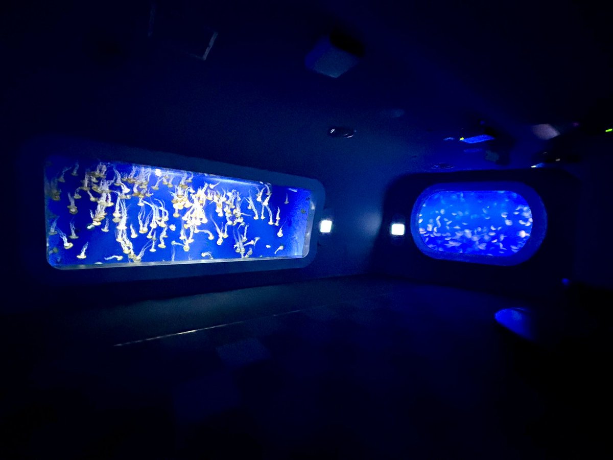 orca_39's tweet photo. 新江ノ島水族館のクラゲファンタジーホール🪼 https://t.co/7DuP0FYG3k