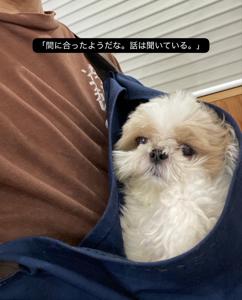 bushidojodo's tweet photo. #名犬おすし号 https://t.co/wJHySYv08u