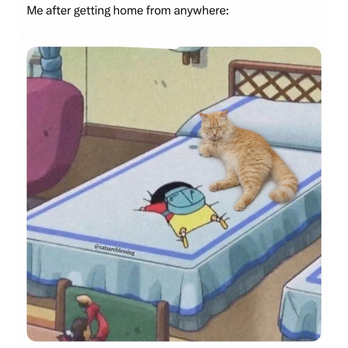 catsareblessing tweet picture