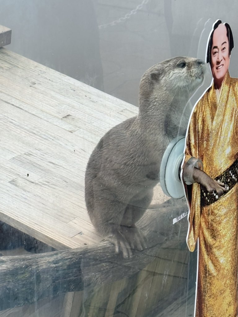 po_iz's tweet photo. なんと八景島シーパラダイス、今なら上様(？)と握手が出来ます。上様(？)の手は思ったより小さくぺっとりとした感触で、握手後の手がほんのり生臭くなりました。 https://t.co/Q1prWA7fU7