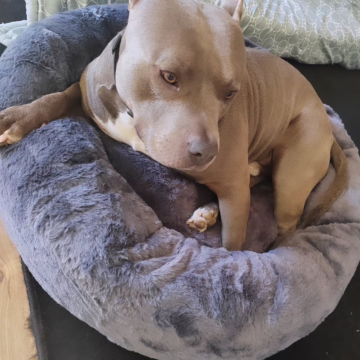 AlexMagowalmf3's tweet photo. Went and got our boy a much softer comfier bed
I think he approves ❤️ https://t.co/VPoNt5gwxq